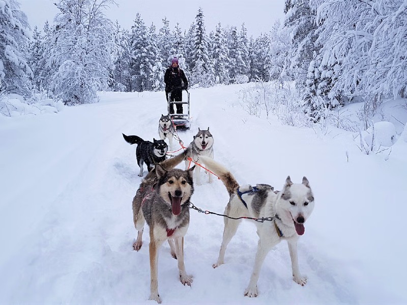 Pyhä & Luosto – Lapland op wielen