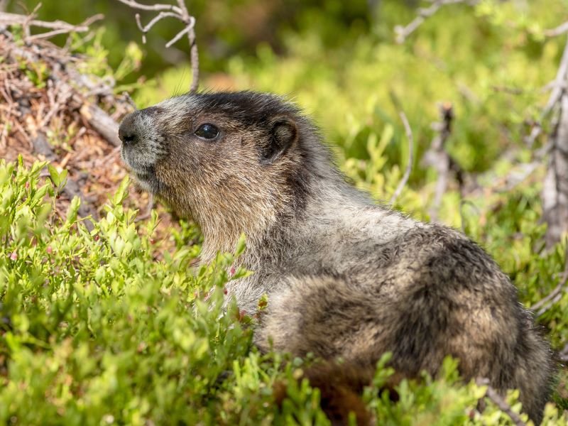 Van kust tot Rockies via de Inside Passage